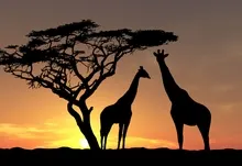 trees animals silhouette giraffes 1920x1200 wallpaper Art HD Wallpaper